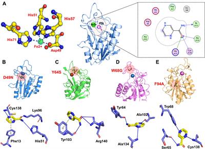 Insights Into Mutations Induced Conformational Changes and Rearrangement of Fe2+ Ion in pncA Gene of Mycobacterium tuberculosis to Decipher the Mechanism of Resistance to Pyrazinamide